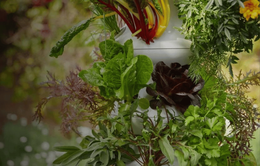 Image credit: www.lettucegrow.com/