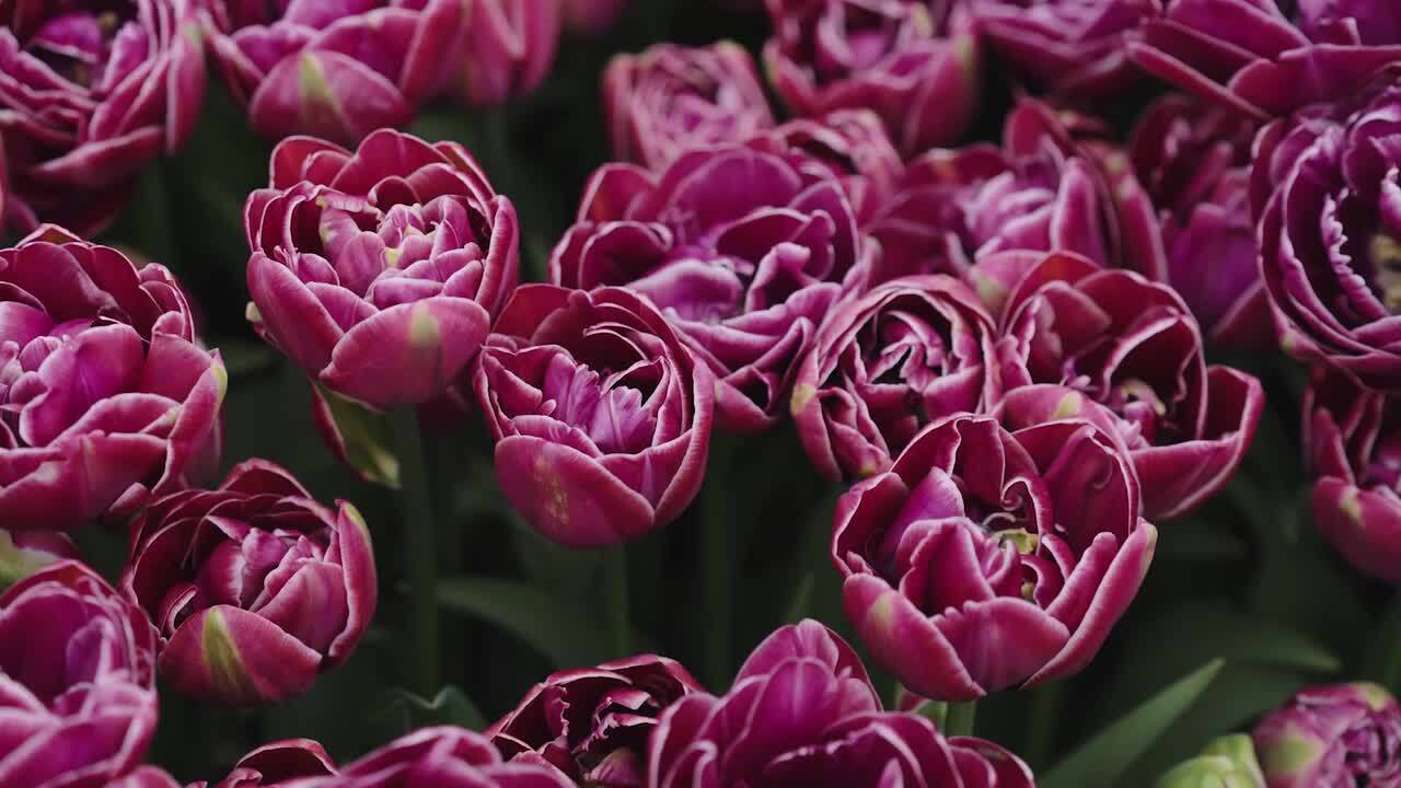 An introduction to spring 