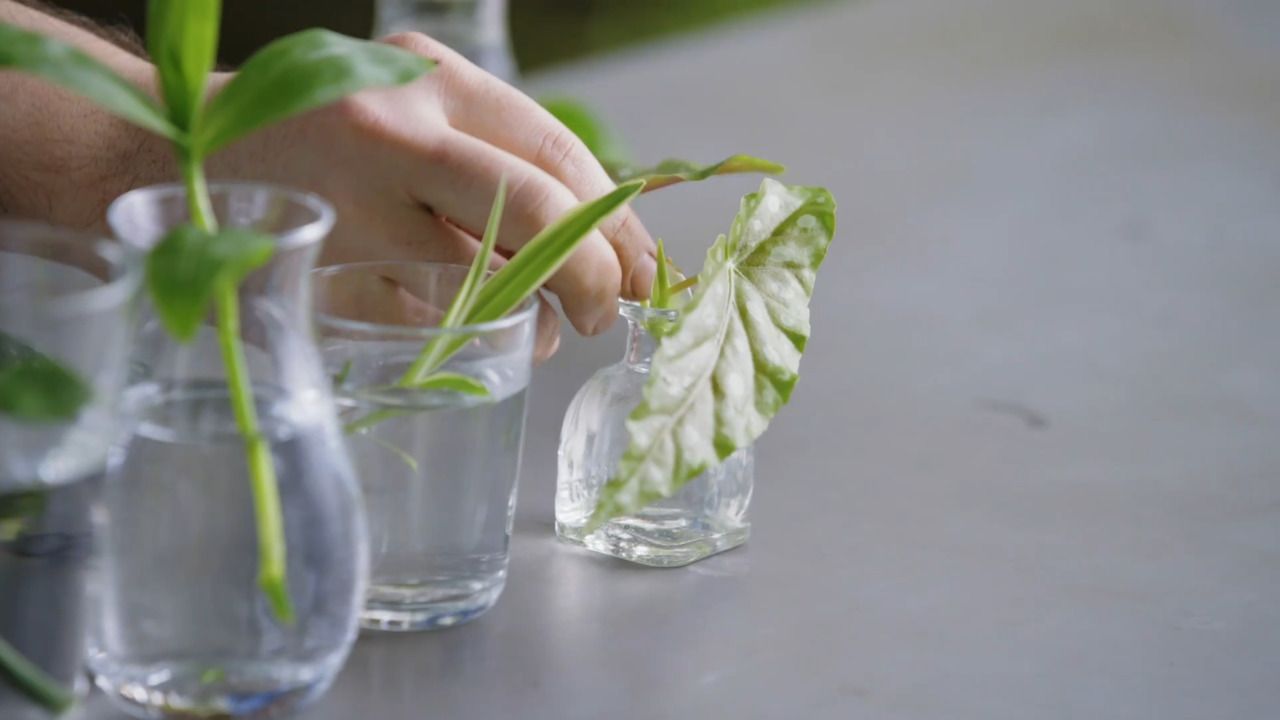 Growing plants in water