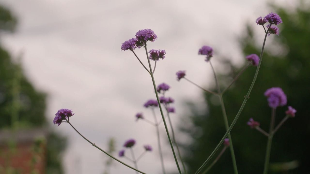 Sowing perennials - Echinacea