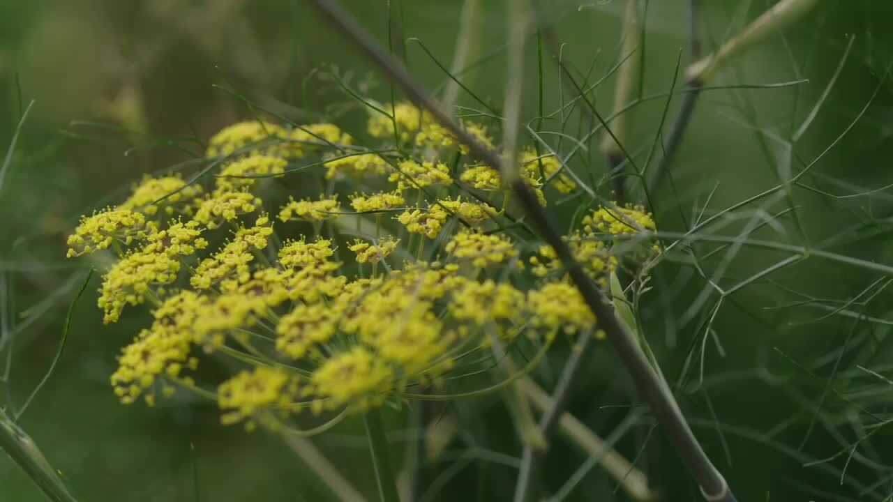 The south-facing front garden