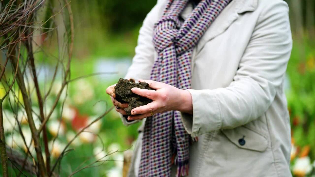 Planting out sweet pea seedlings