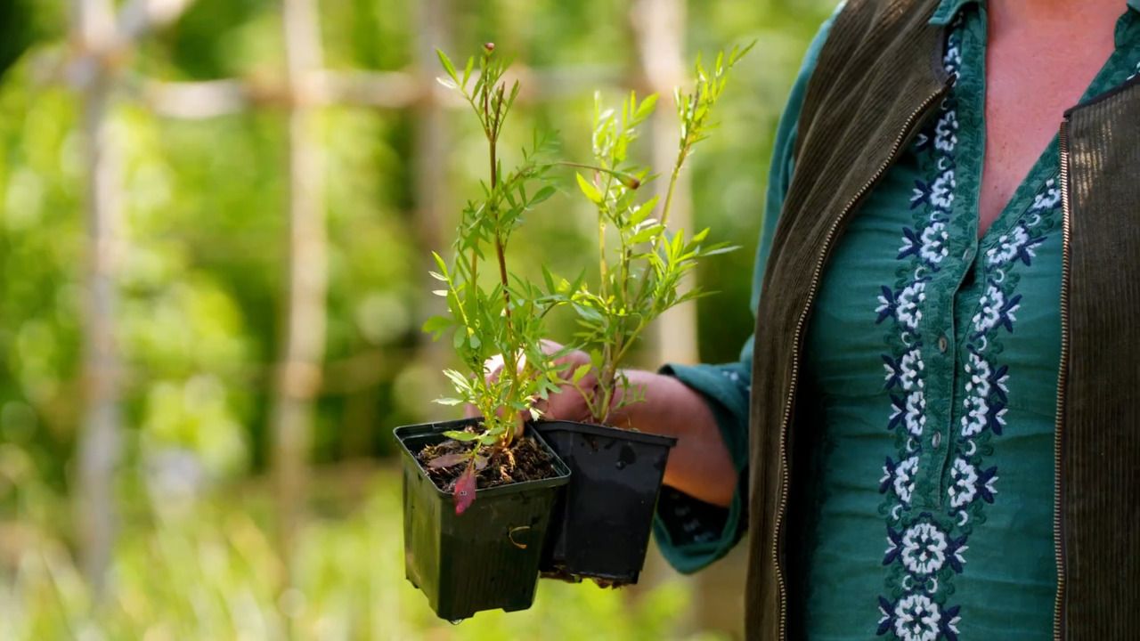 Planting out half-hardy annuals
