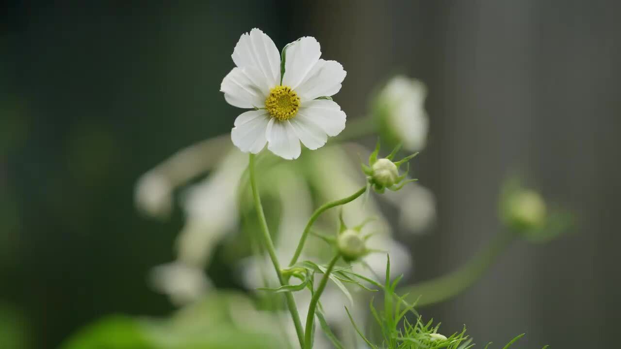 The shade pot in July