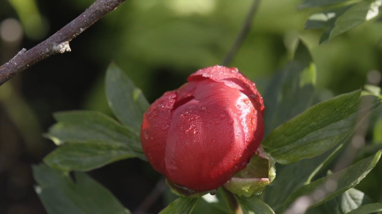 Hillside: planting design - part 2