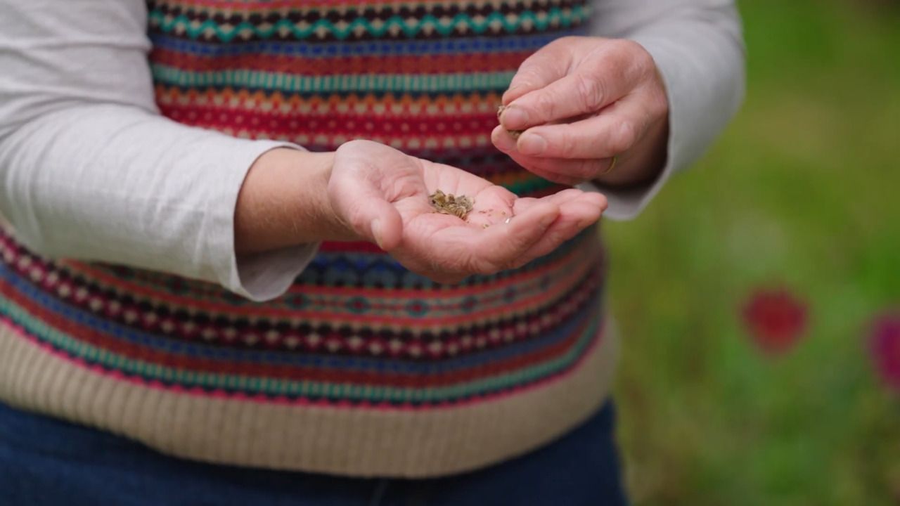 Collecting seeds: harvesting later-flowering seeds