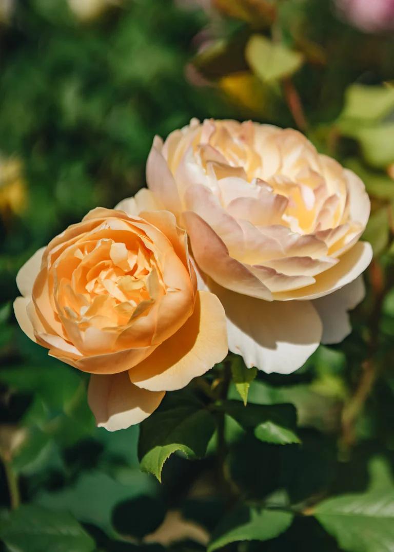 Two bushy orange/yellow roses, David Austin's Rosa Roald Dahl® 