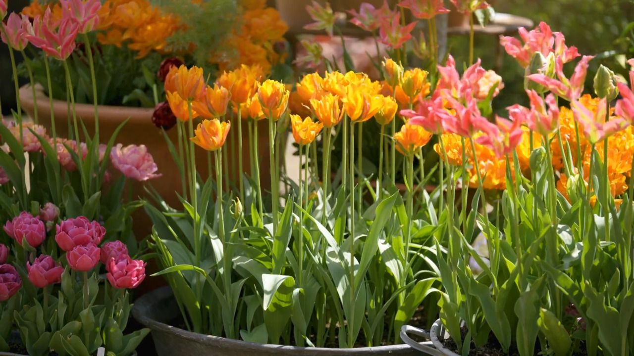 Whopper pots in spring bloom - boiled sweet palette