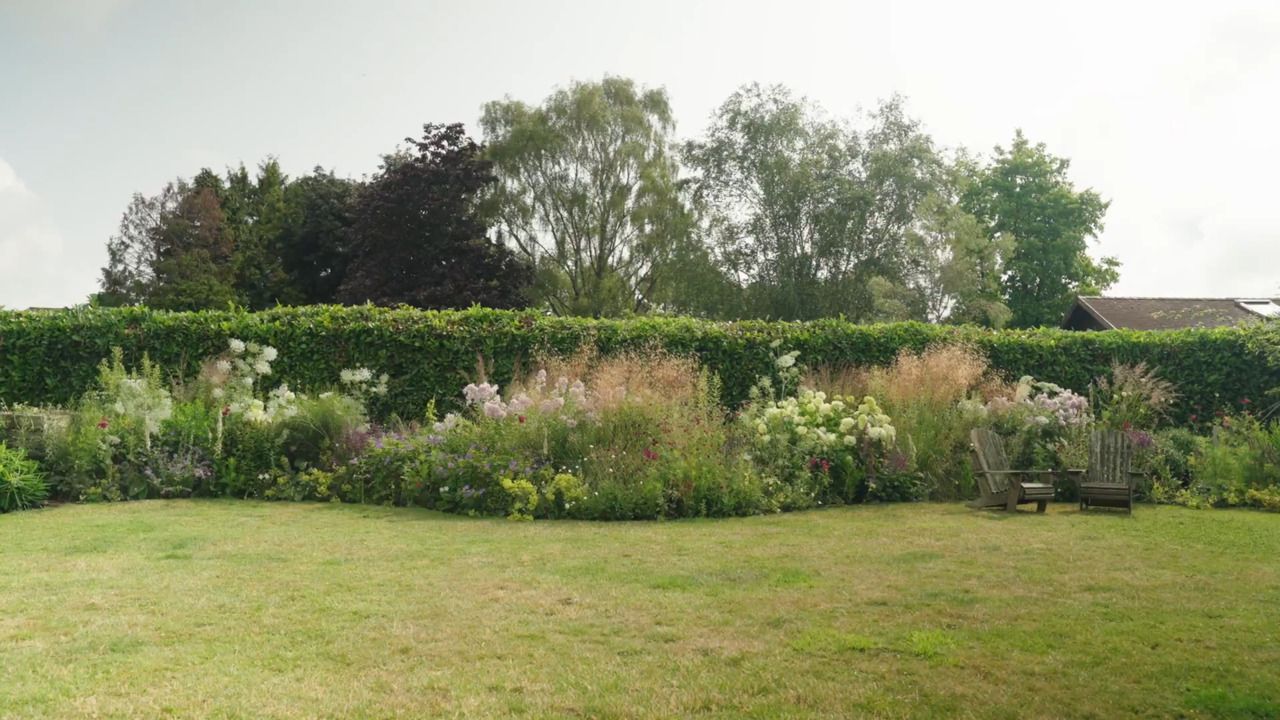Planting out cosmos into the border