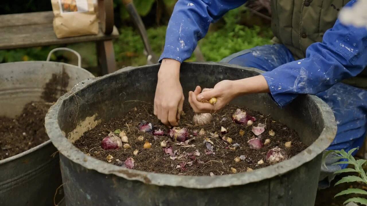 A bulb lasagne - part 5: hyacinths, dutch irises and crocuses