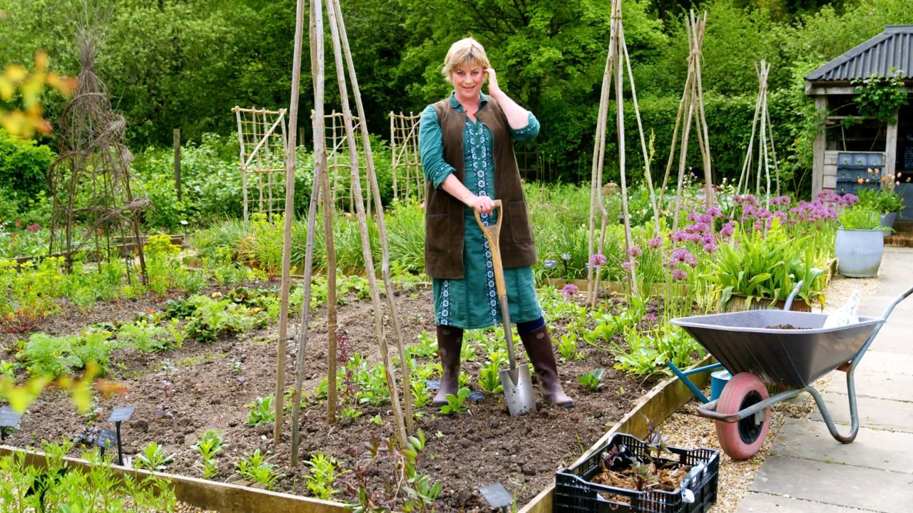 Planting out dahlias