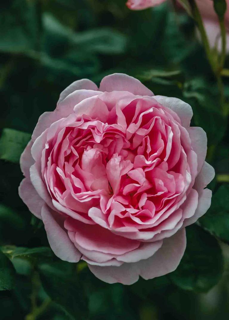 A beautiful, busy, blush-pink rose. David Austin's Rosa Scepter'd Isle® 