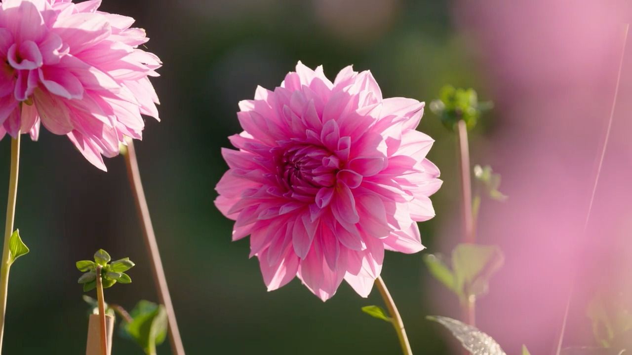 Dahlias - Part 3: Staking and picking