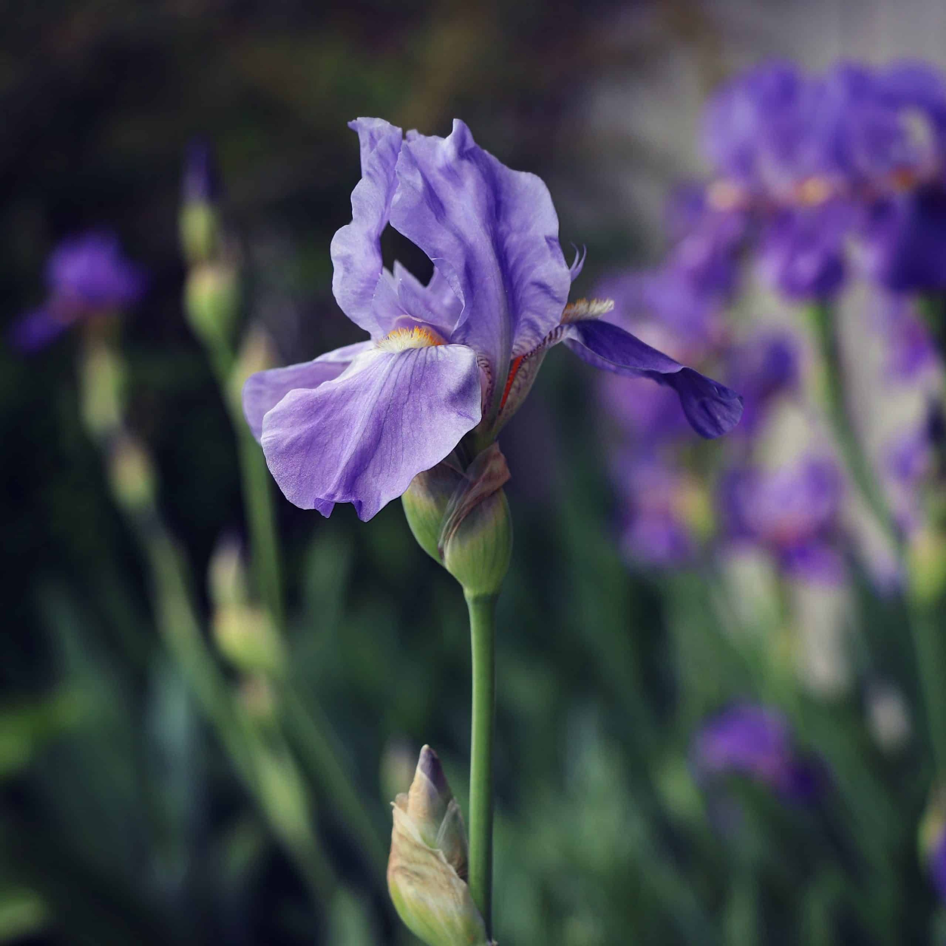 in the garden