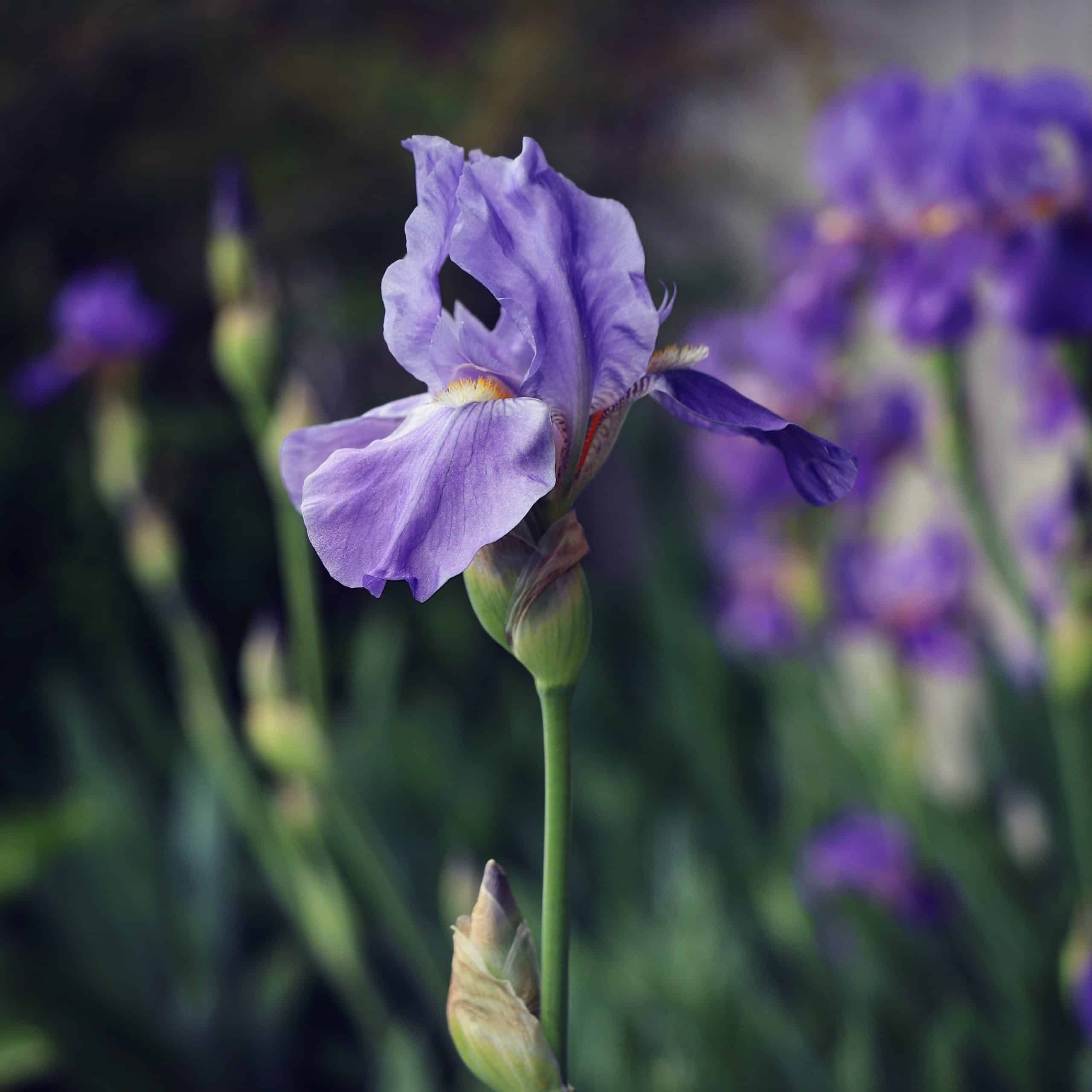 in the garden