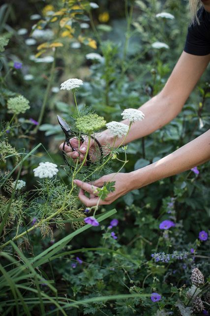 two hands pick wild carrot flowers in a gardenn