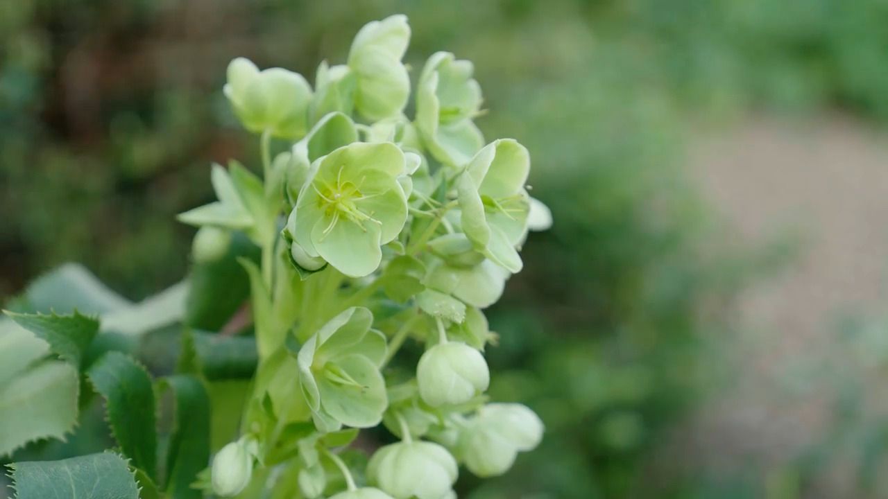 Bringing winter flowers inside - Part 1: An introduction