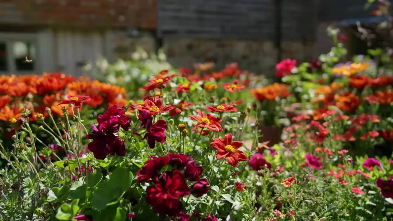 The Dutch yard in July