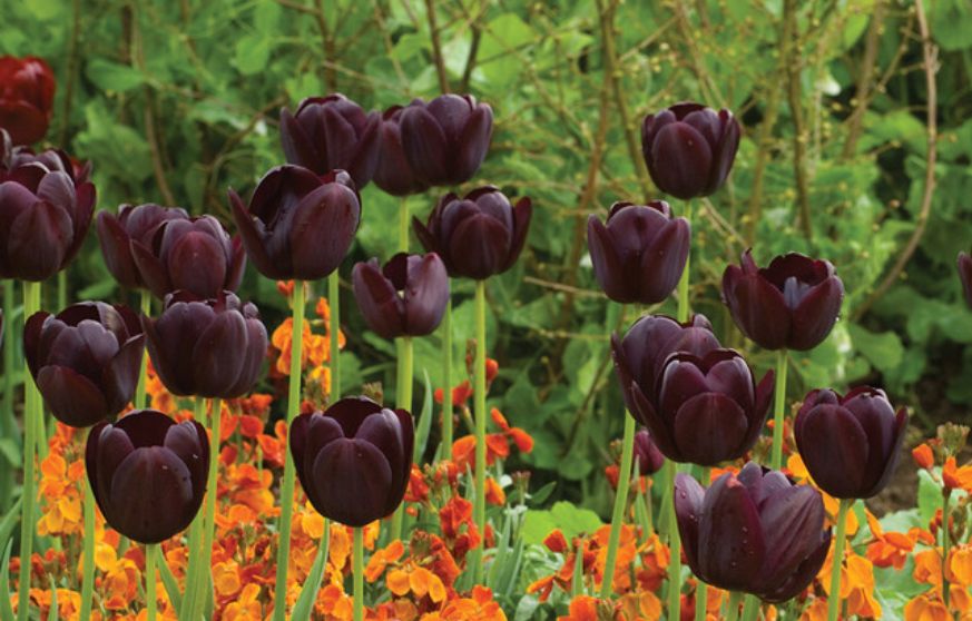 Queen of the night tulip