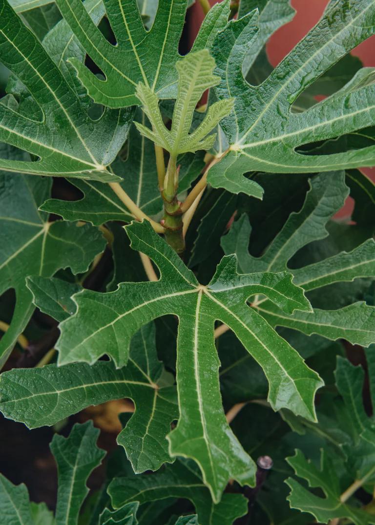 A close up of the leaves of a fig tree, Ficus car. Little Miss Figgy.