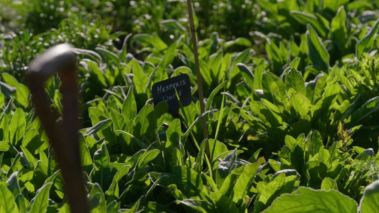 Adding biennials to the Cottage Garden