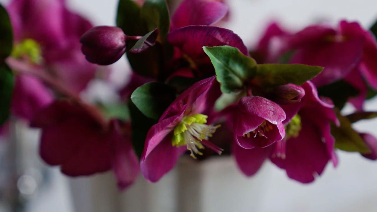 Bringing winter flowers inside - Part 2: Hellebores
