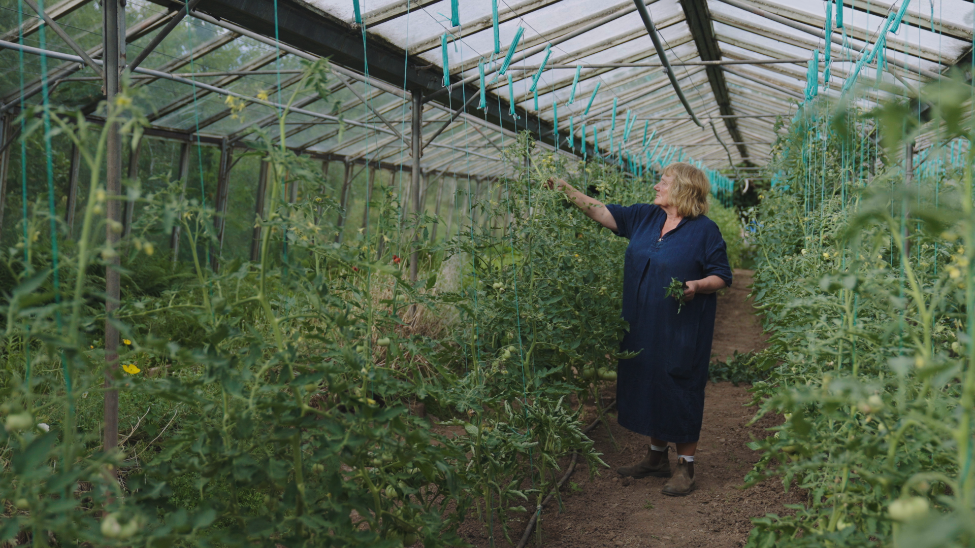 Jane Scoter stands in her greenhouse full of tomatoes. She is standing between two rows of tall tomato plants and is picking off the tops. 