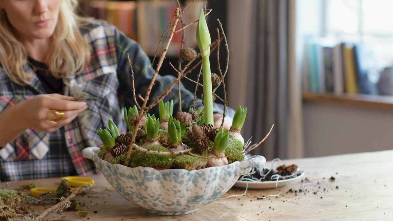 A Christmas planted arrangement with amaryllis and hyacinths