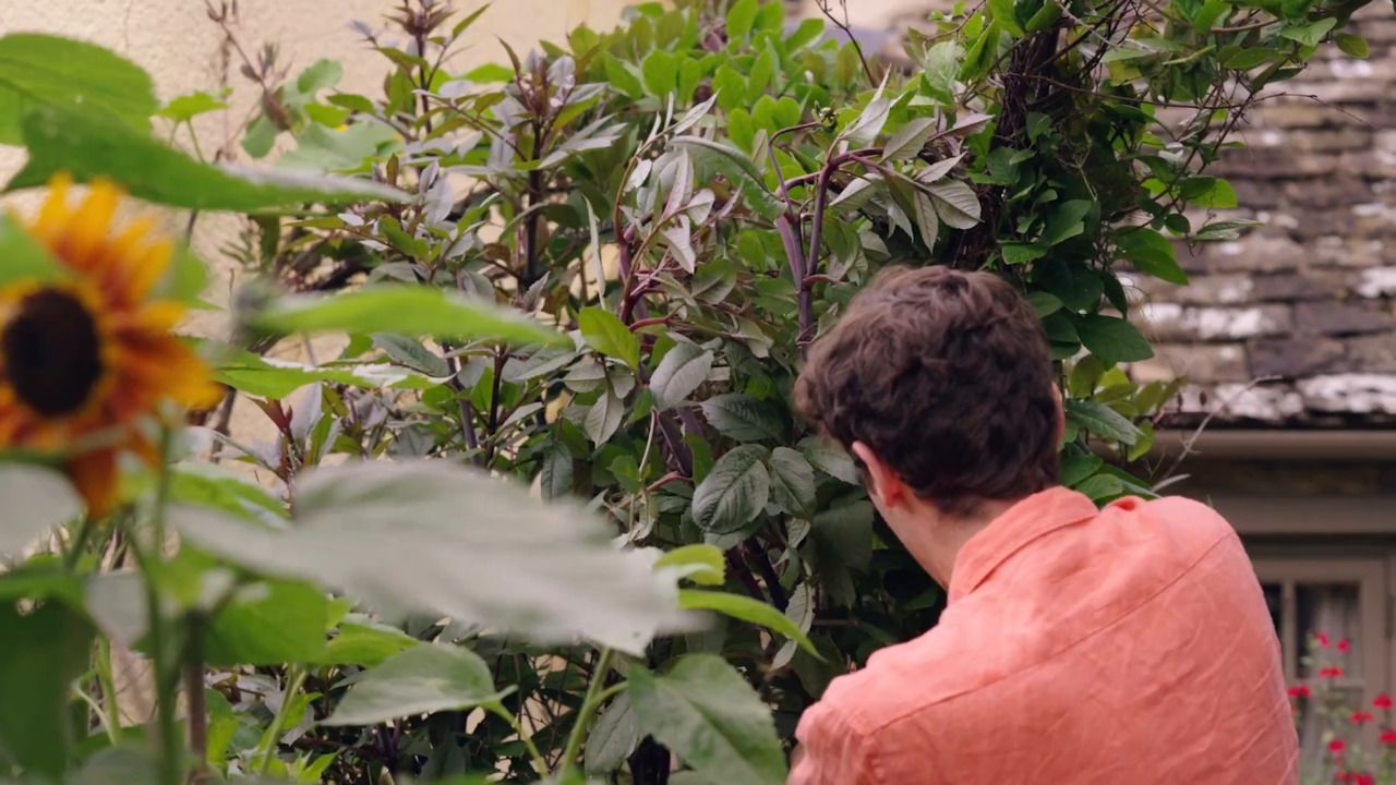 Supporting a large dahlia