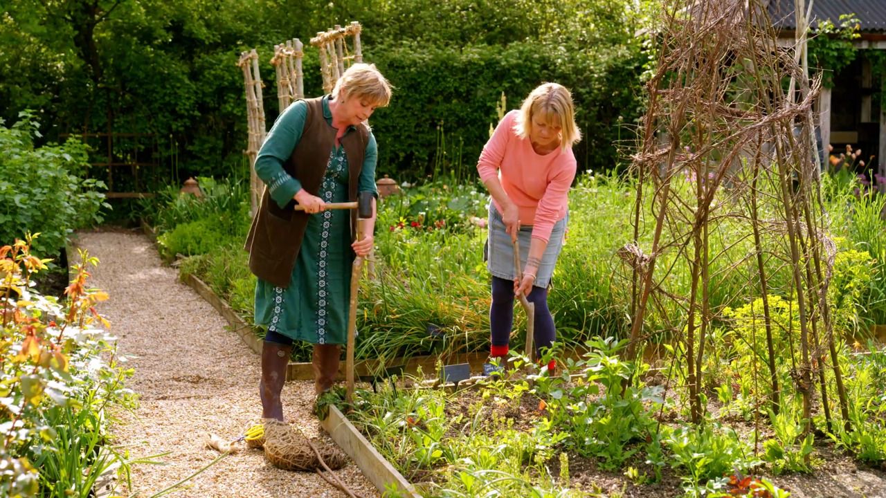 Supporting the growth of scabious and Ammi majus with jute netting