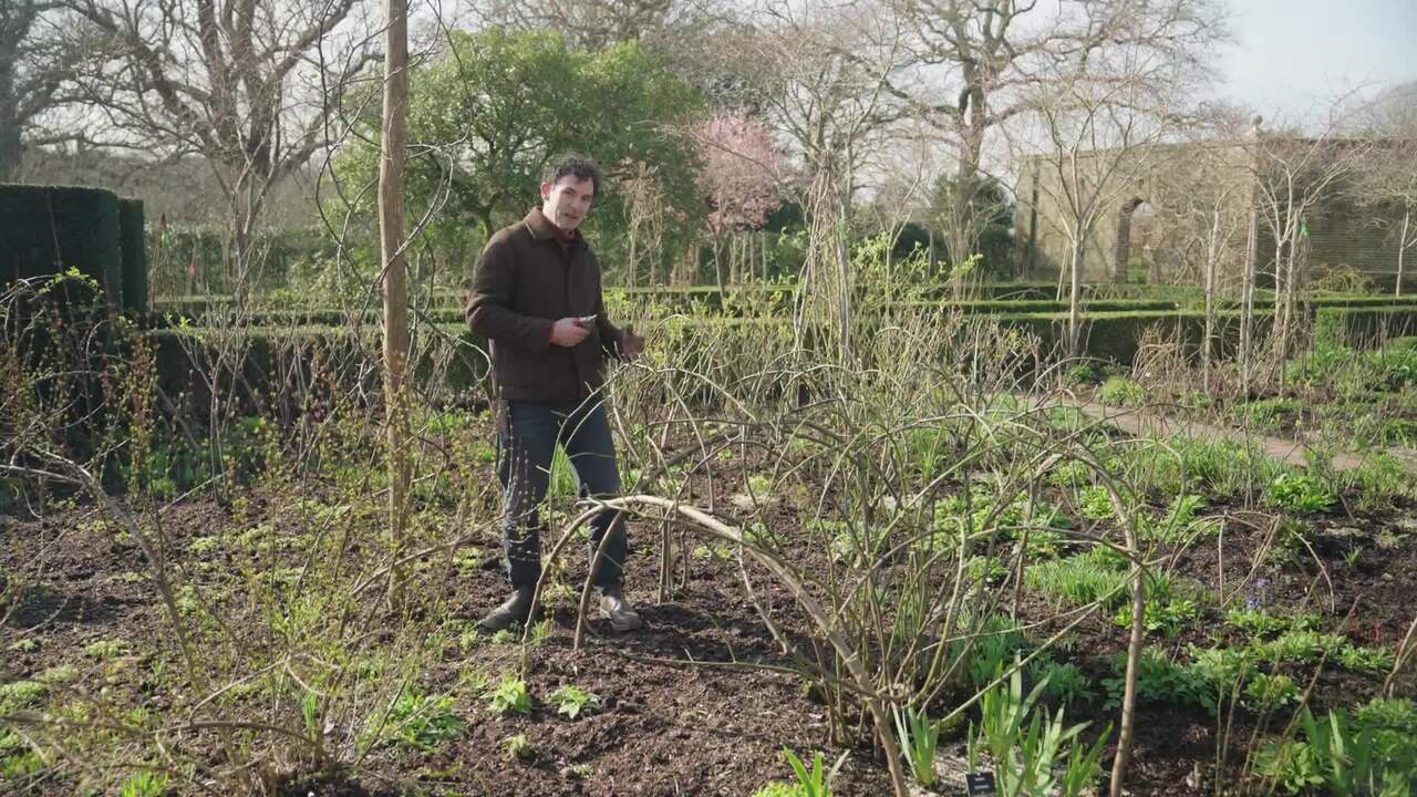 Trained roses in the Rose Garden