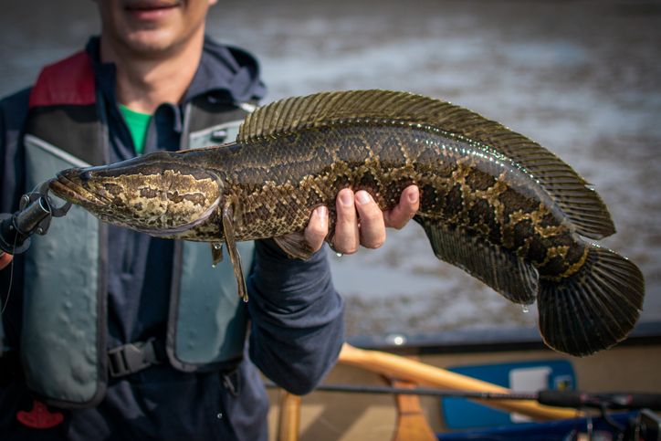 Maryland Renames Snakehead Fish In Hopes of Increasing Demand