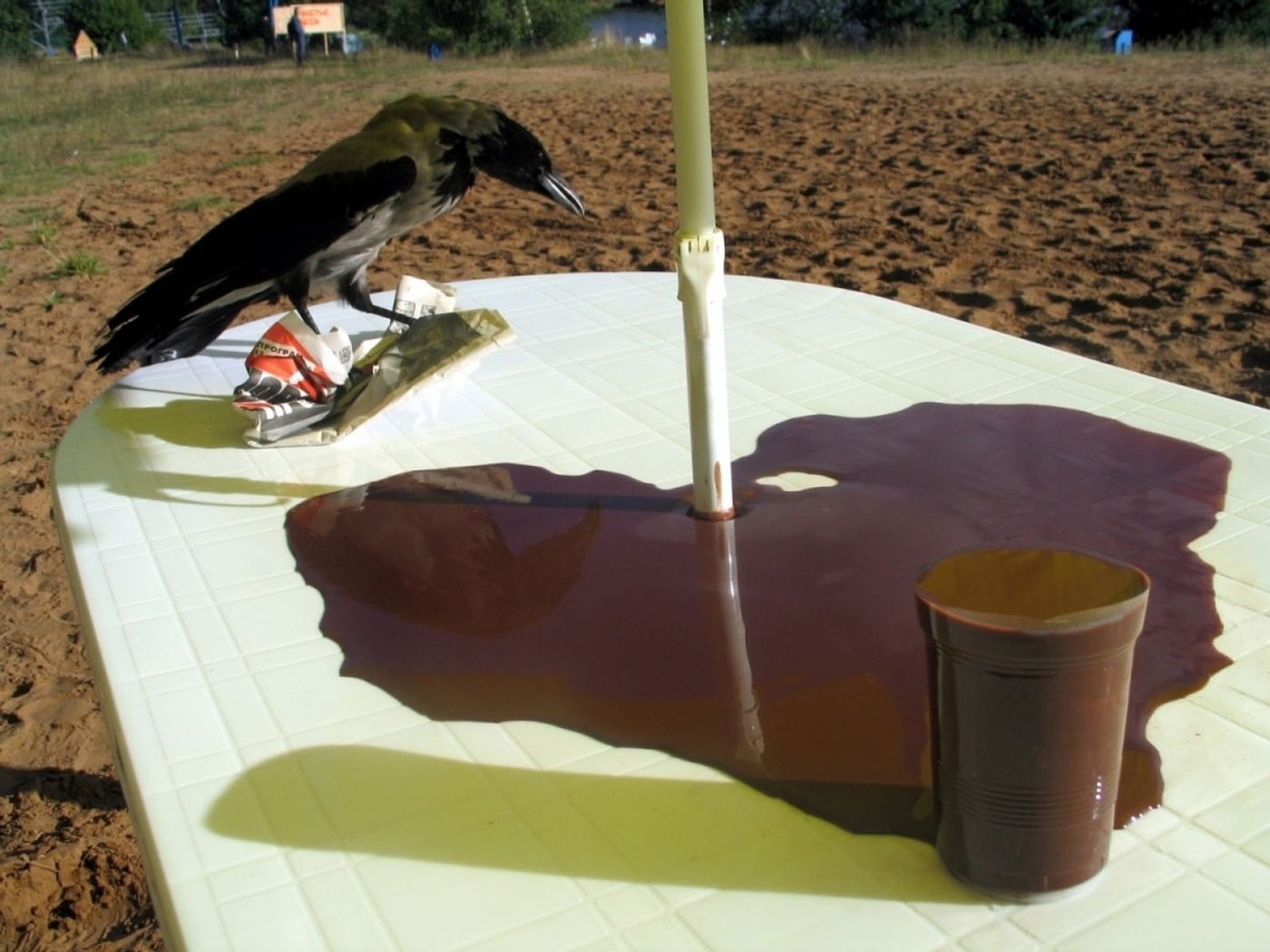 ZAMNEM_______table, pumping chocolate, stuffed crow, newspaper / ART KLJAZMA FESTIVAL Russia/ 2004