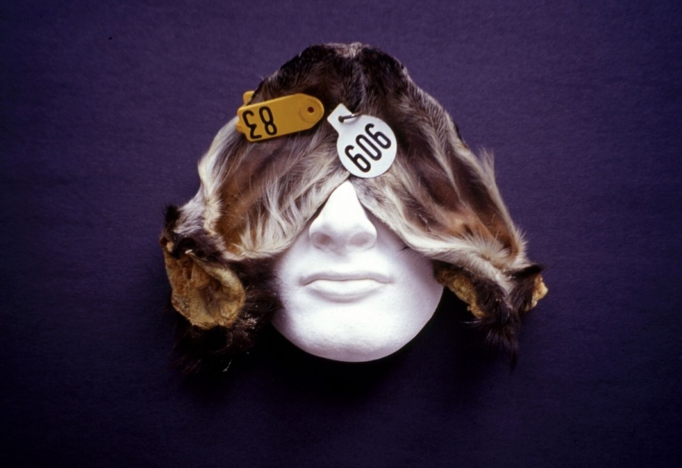 YOU SEE FOR ME AND I WILL HEAR FOR YOU_______plaster, dried goat's ears / 1999