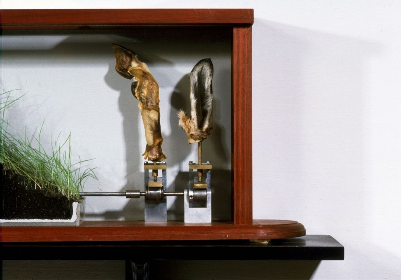 WALKING THROUGH A FIELDLAND_______dried goat foot and ear, earth, motor / 61X117 cm / 1989