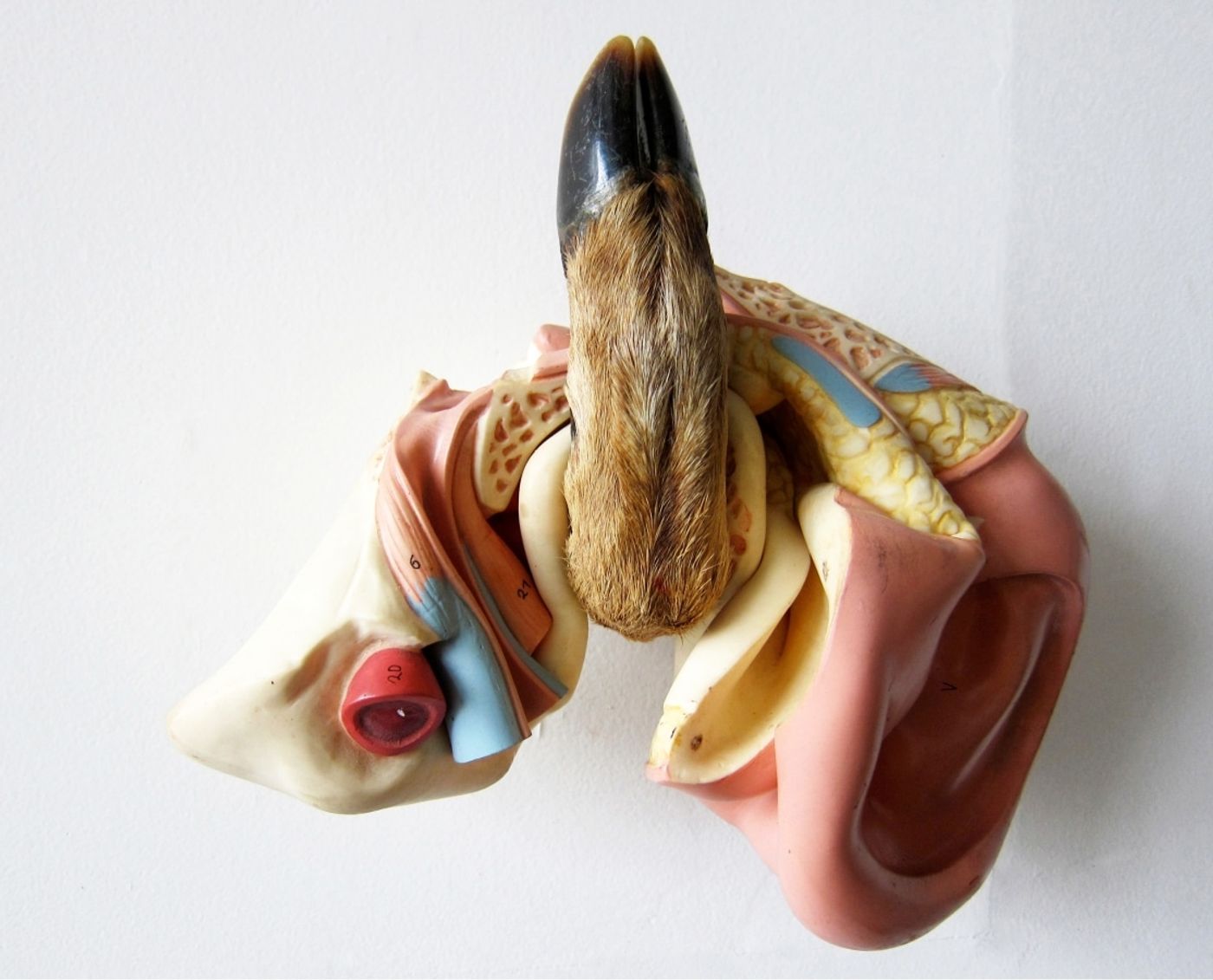 ANIMAL FALLS IN THE FOREST DOES IT MAKE A SOUND_______ melted plastic, deer foot 23X 29X 15,5 cm / 2011