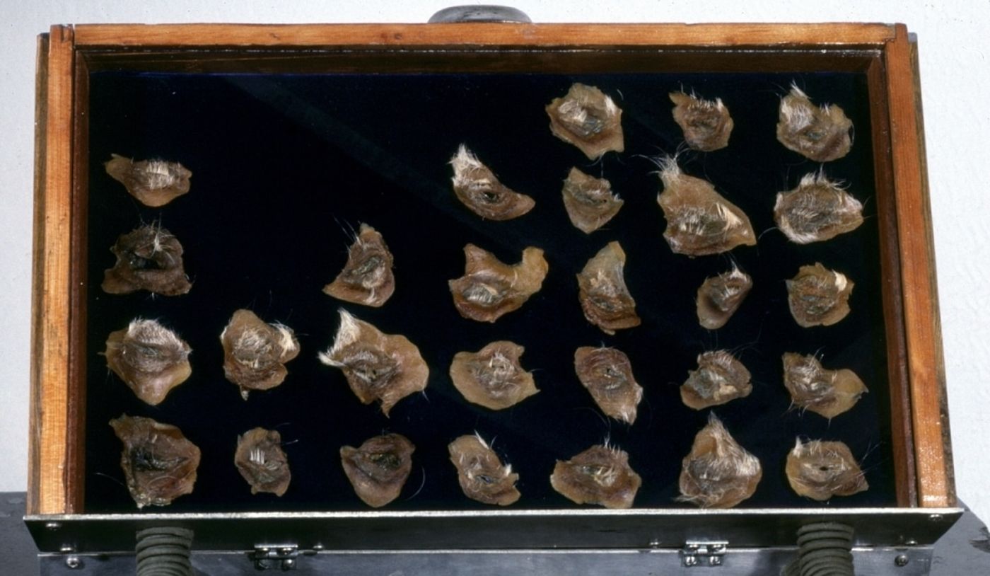 BUTTERFLY COLLECTION_______pig eyelids, mothballs / 56x42 cm / 1989