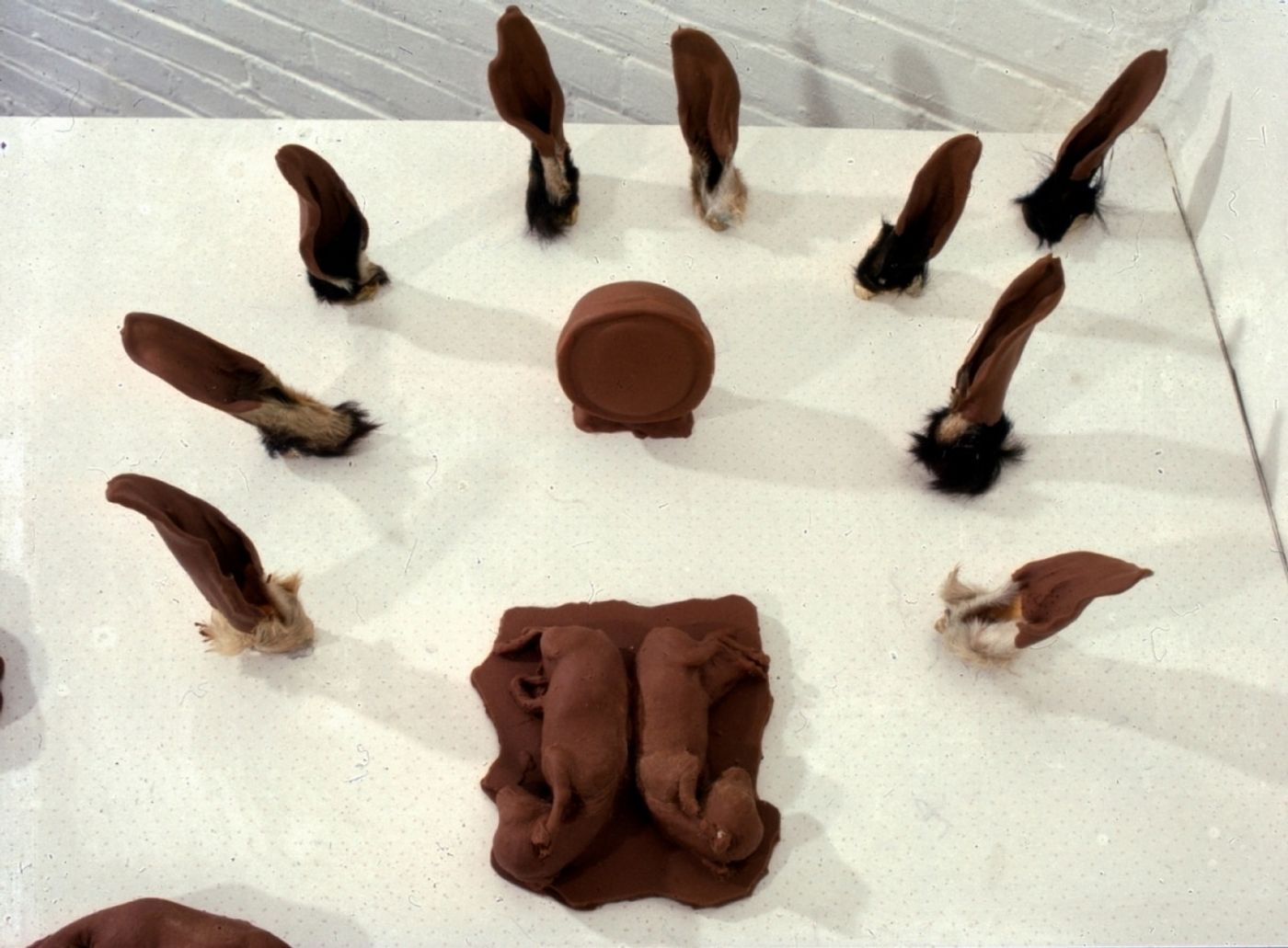 CHOCOLATE SOLILOQUY_______chocolate fetal goat casts, dried goat ears, alarm clock dipped in chocolate/ 1989