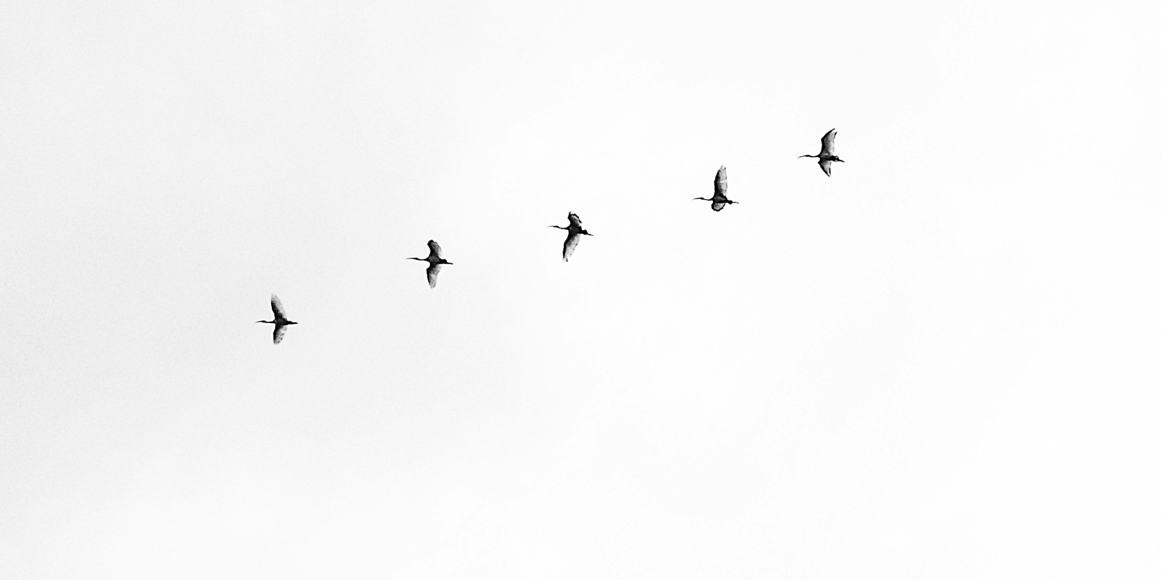 A flock of birds are flying in a row in the sky .