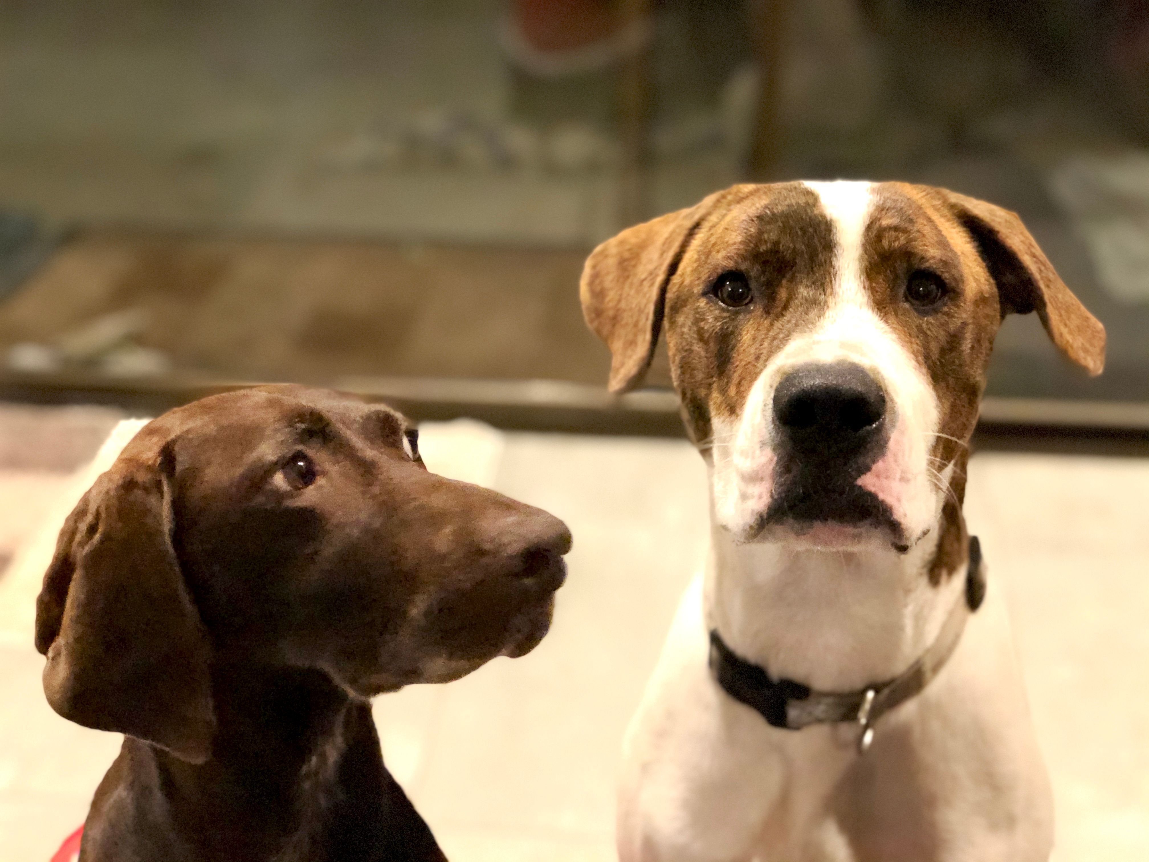 Moving Your Pet Between Canada and Australia: What You Actually Need to Know