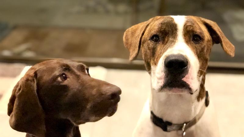 Moving Your Pet Between Canada and Australia: What You Actually Need to Know