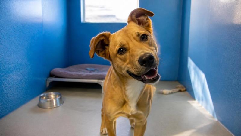 Bringing Your Pet from the UK to New Zealand: Rules and Timeline