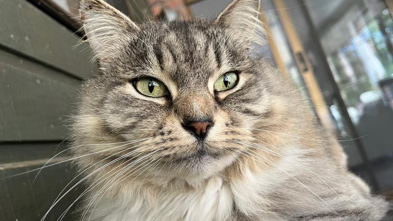 Bringing Your Pet from the UK to Australia: Quarantine Rules & Costs