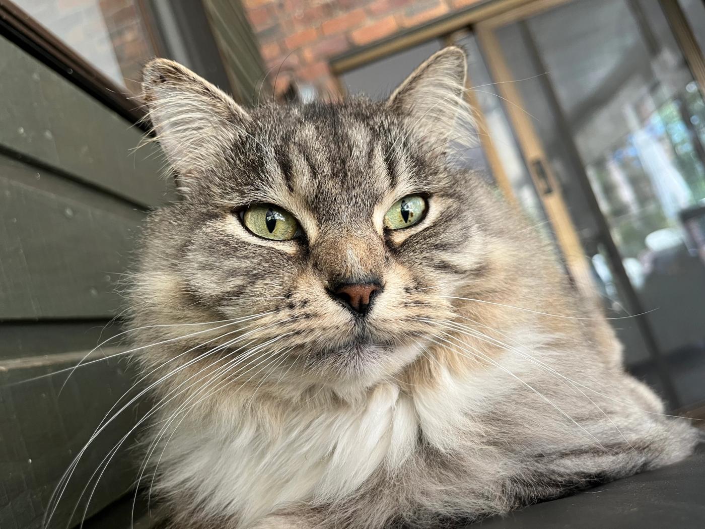 Close-up of a fluffy gray tabby cat showing its green eyes, whiskers, and soft ruff of fur, photographed from slightly below with a porch and window blurred in the background.