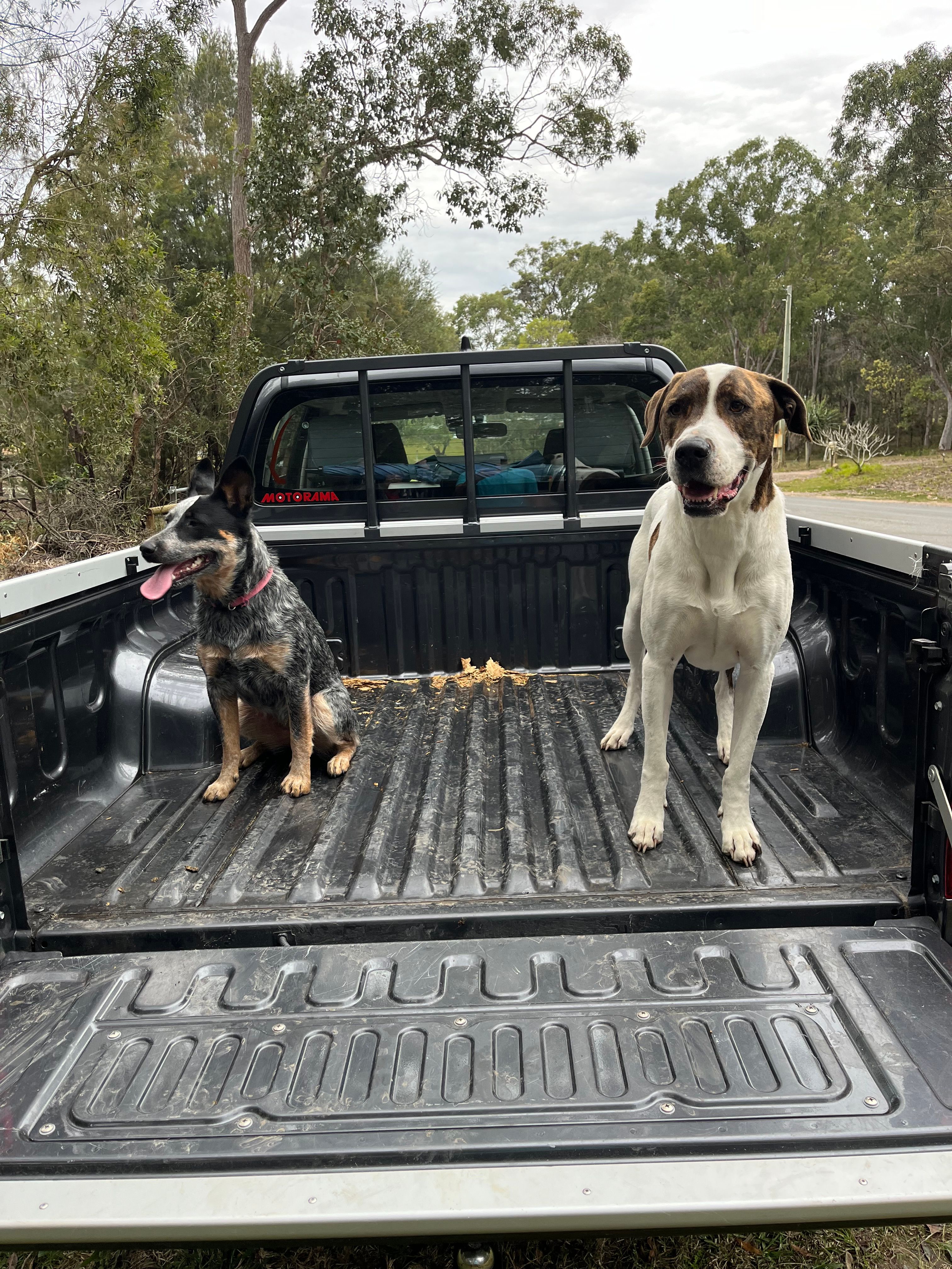 Bringing Your Pet from NZ to Australia: Quarantine Rules & Costs