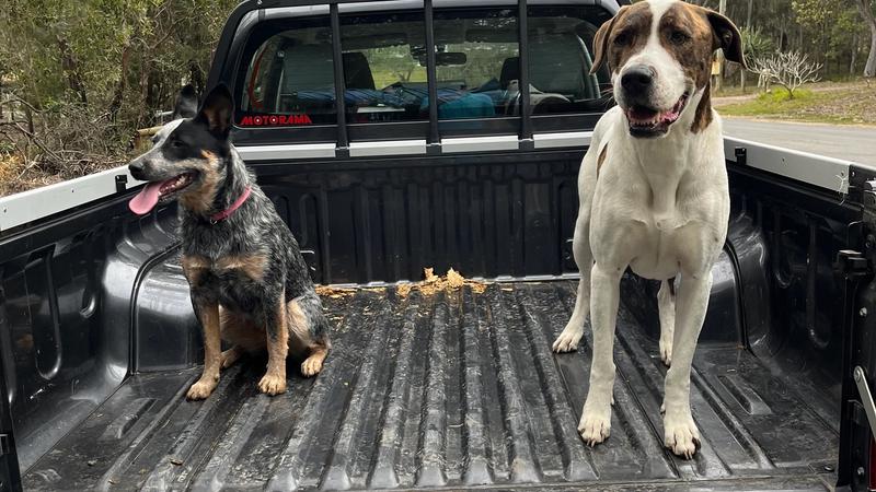 Bringing Your Pet from NZ to Australia: Quarantine Rules & Costs