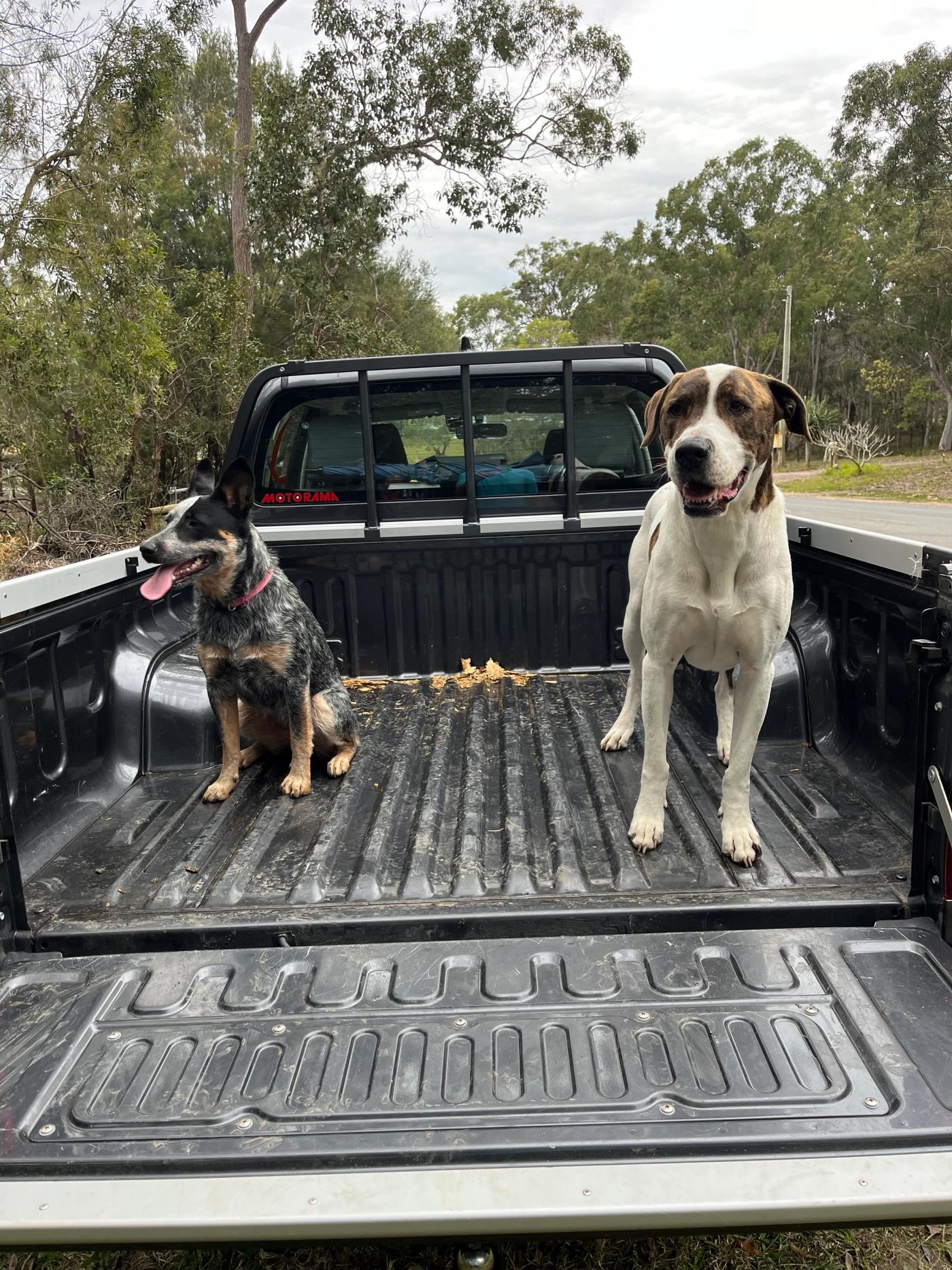 Two dogs sitting in the bed of a pickup truck in a rural Australian bushland setting, with eucalyptus trees visible in the background under an overcast sky