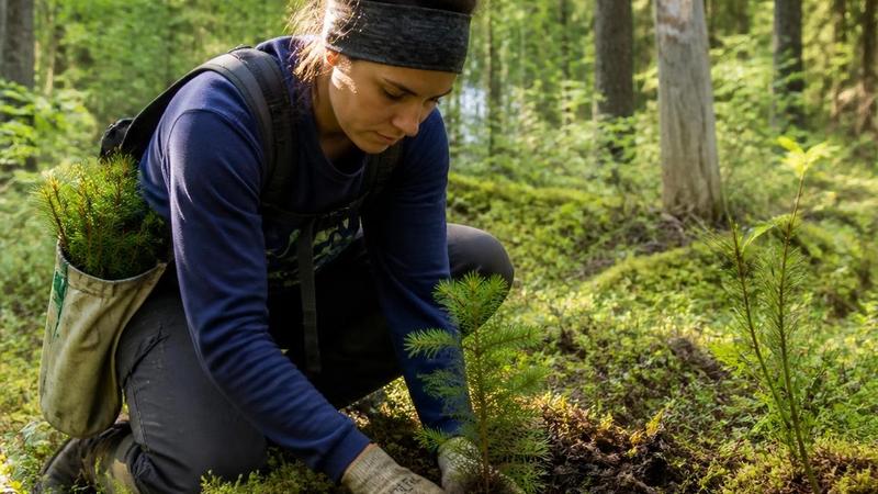 Working in Canada as a Kiwi: Jobs, Salaries, and What to Expect