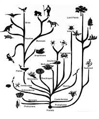 evolution_thinkquest_205x246.jpg