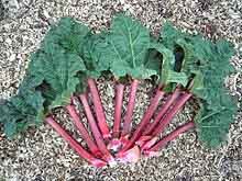 rhubarb_wiki_220.jpg